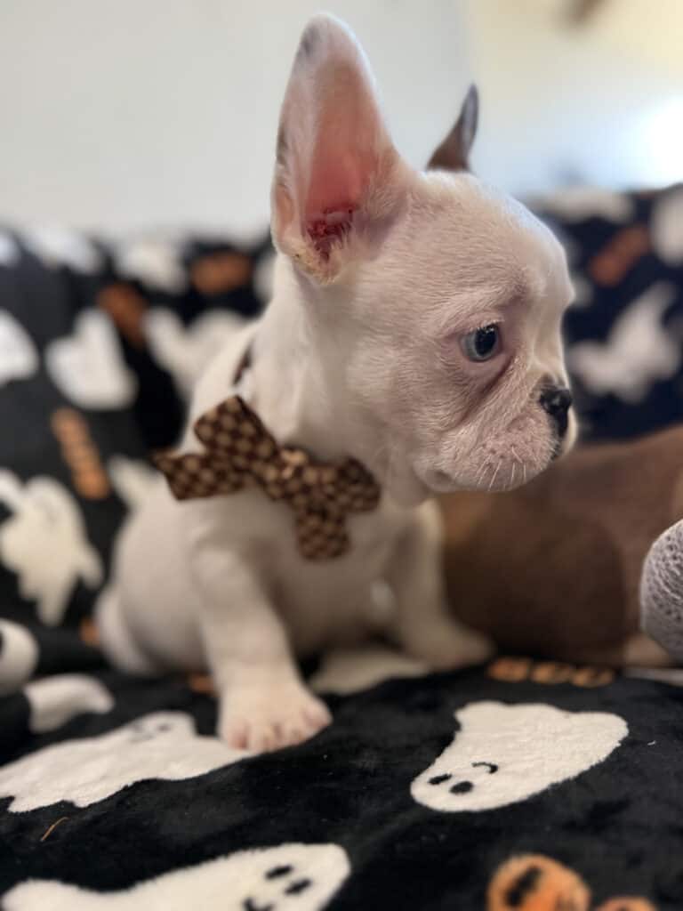 Ives | Fawn Pied French Bulldog Male | Available Oct 2025