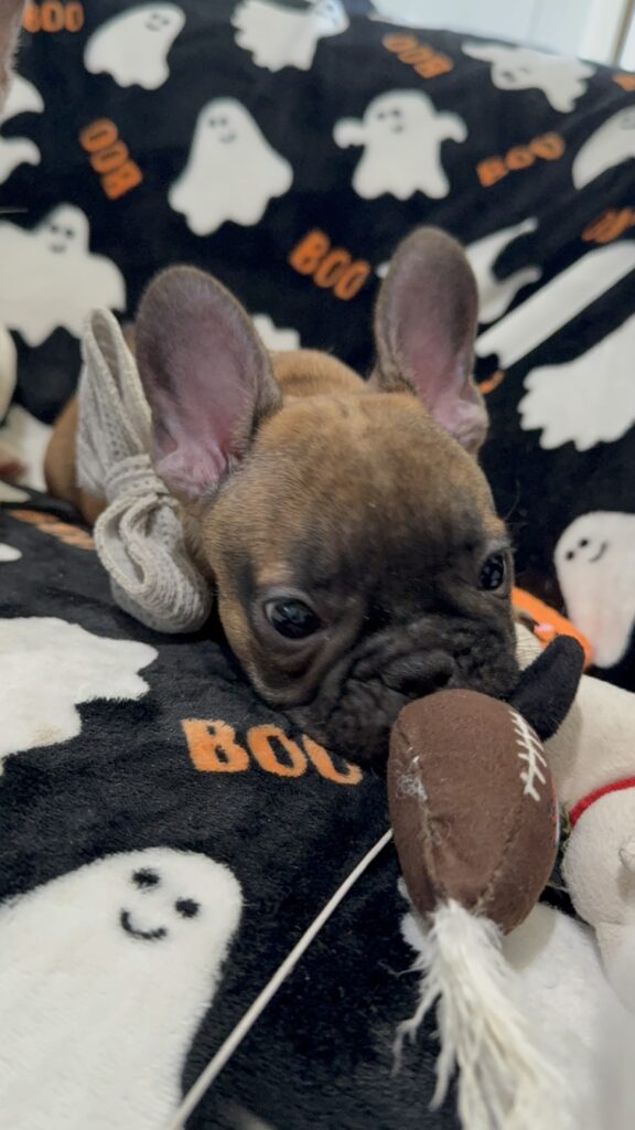 Isaac | Fawn French Bulldog Male | Available Oct 2025