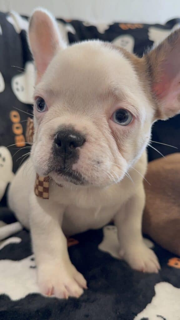 Ives | Fawn Pied French Bulldog Male | Available Oct 2025