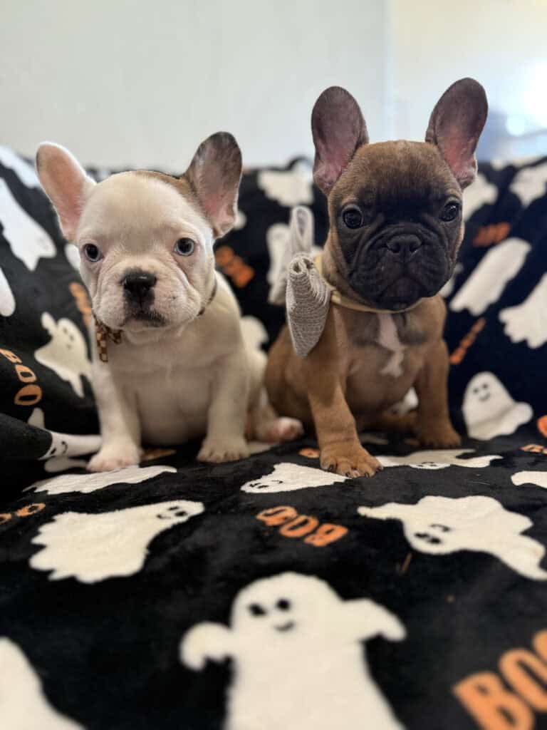 Isaac | Fawn French Bulldog Male | Available Oct 2025