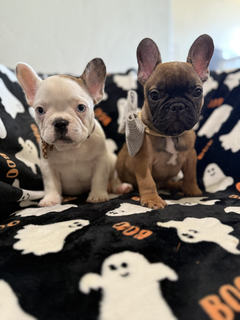 Ives | Fawn Pied French Bulldog Male | Available Oct 2025