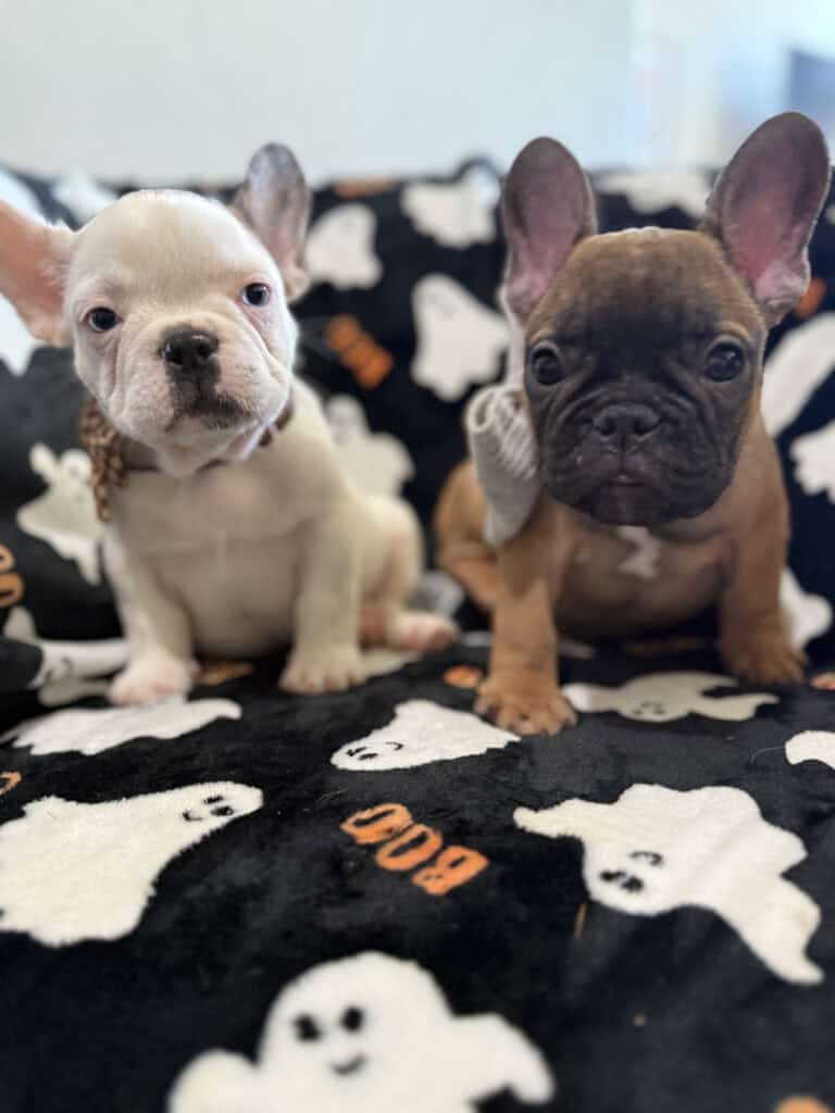 Ives | Fawn Pied French Bulldog Male | Available Oct 2025