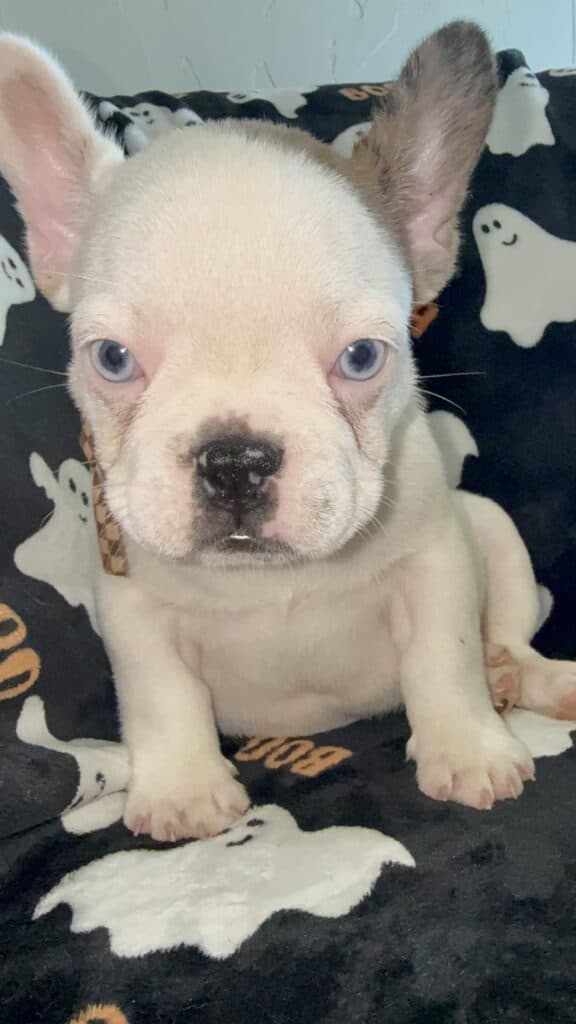 Ives | Fawn Pied French Bulldog Male | Available Oct 2025