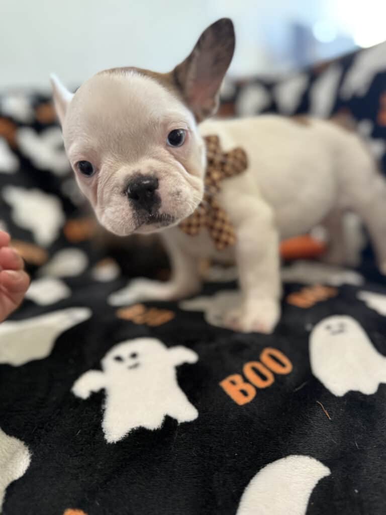 Ives | Fawn Pied French Bulldog Male | Available Oct 2025