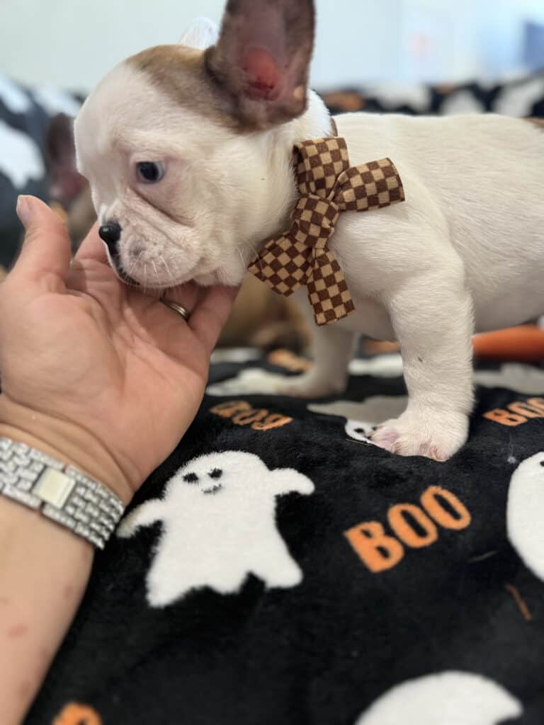 Ives | Fawn Pied French Bulldog Male | Available Oct 2025