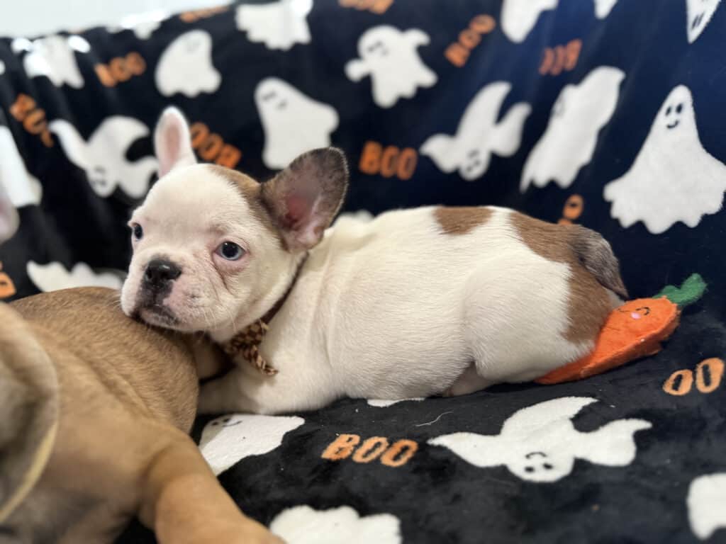 Ives | Fawn Pied French Bulldog Male | Available Oct 2025
