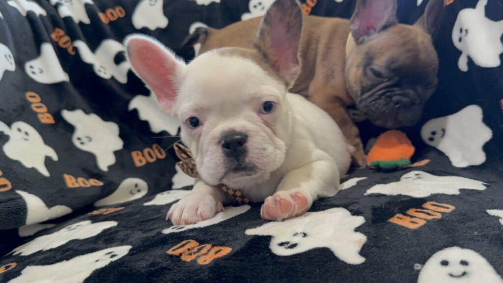 Ives | Fawn Pied French Bulldog Male | Available Oct 2025
