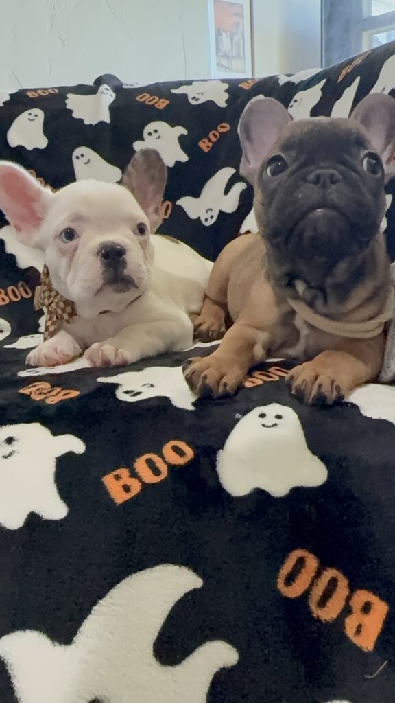 Ives | Fawn Pied French Bulldog Male | Available Oct 2025