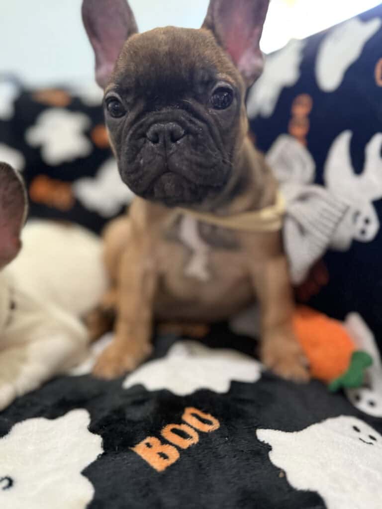 Isaac | Fawn French Bulldog Male | Available Oct 2025