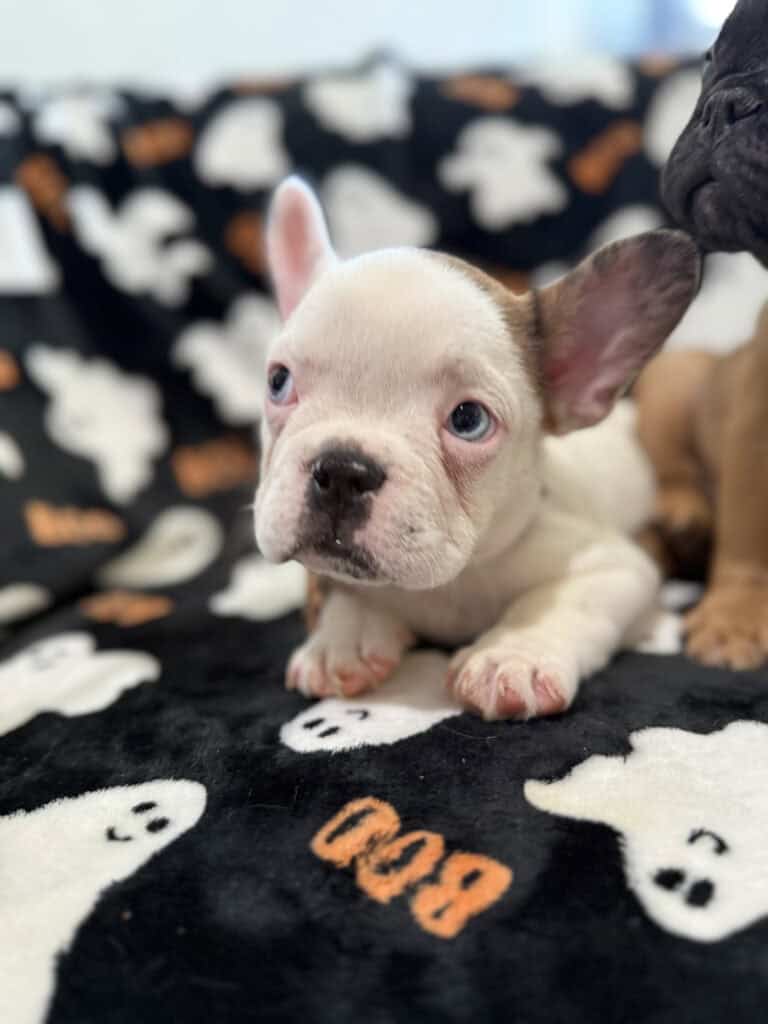 Ives | Fawn Pied French Bulldog Male | Available Oct 2025