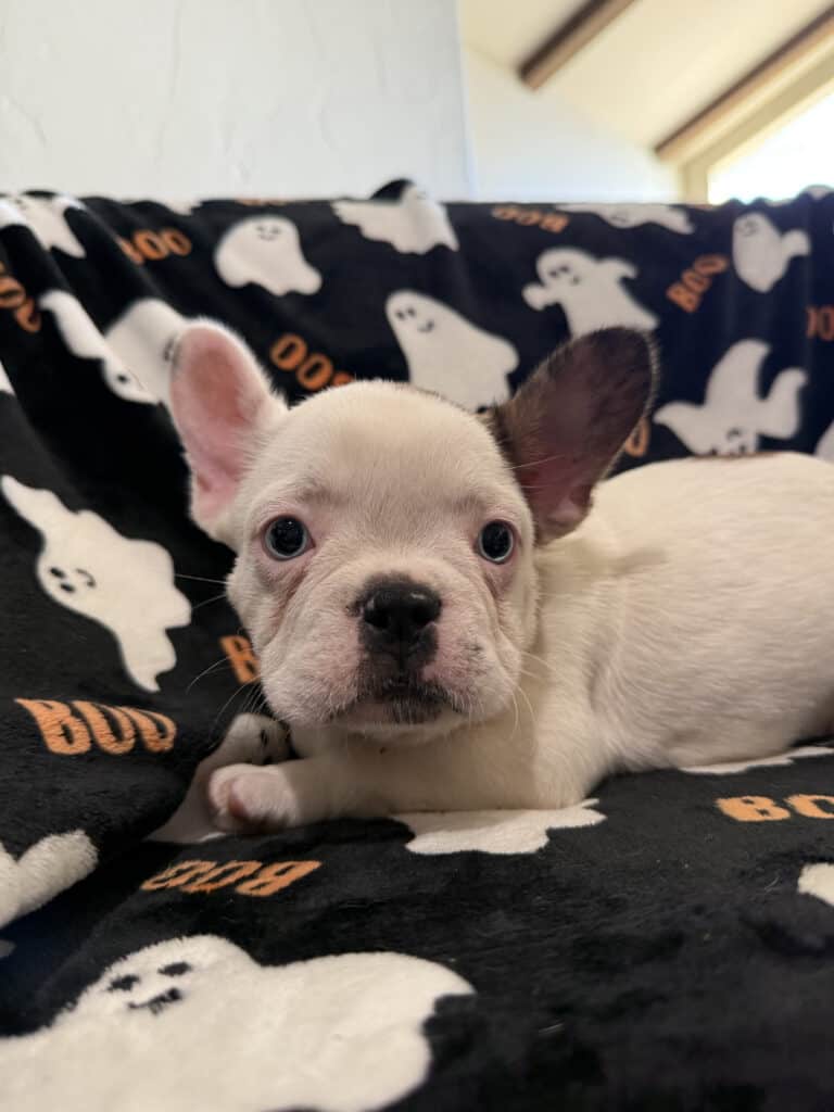 Ives | Fawn Pied French Bulldog Male | Available Oct 2025