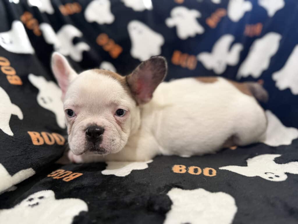Ives | Fawn Pied French Bulldog Male | Available Oct 2025