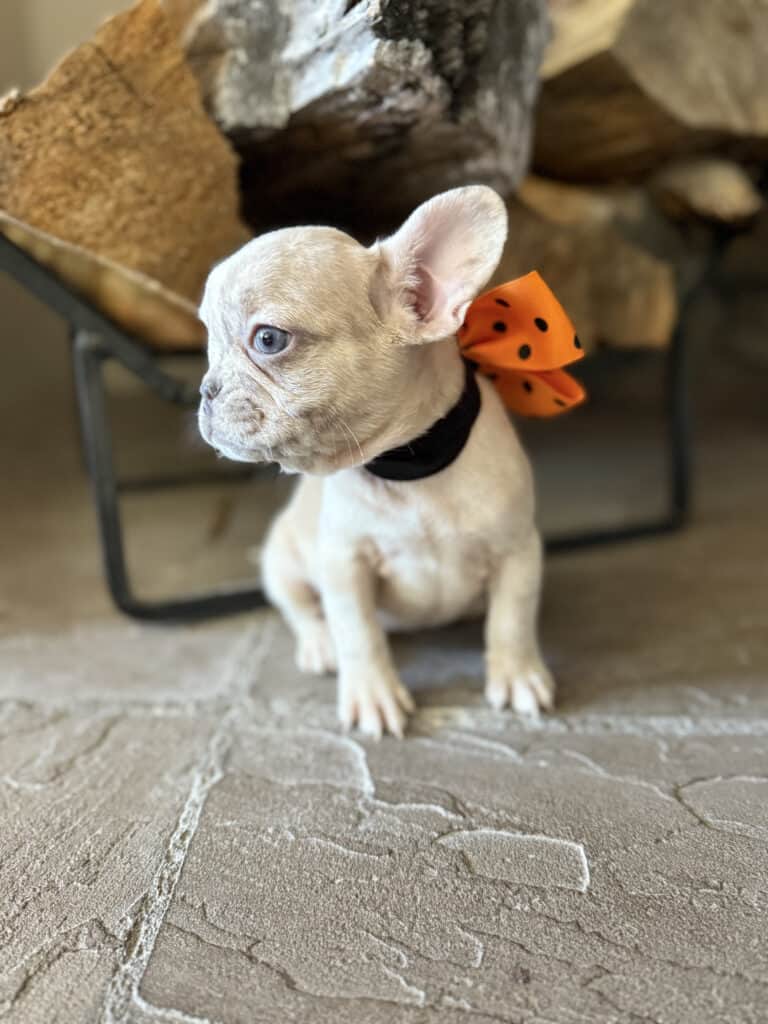 Kiara | Blue Fawn Merle French Bulldog Female | Available in Oct 2025