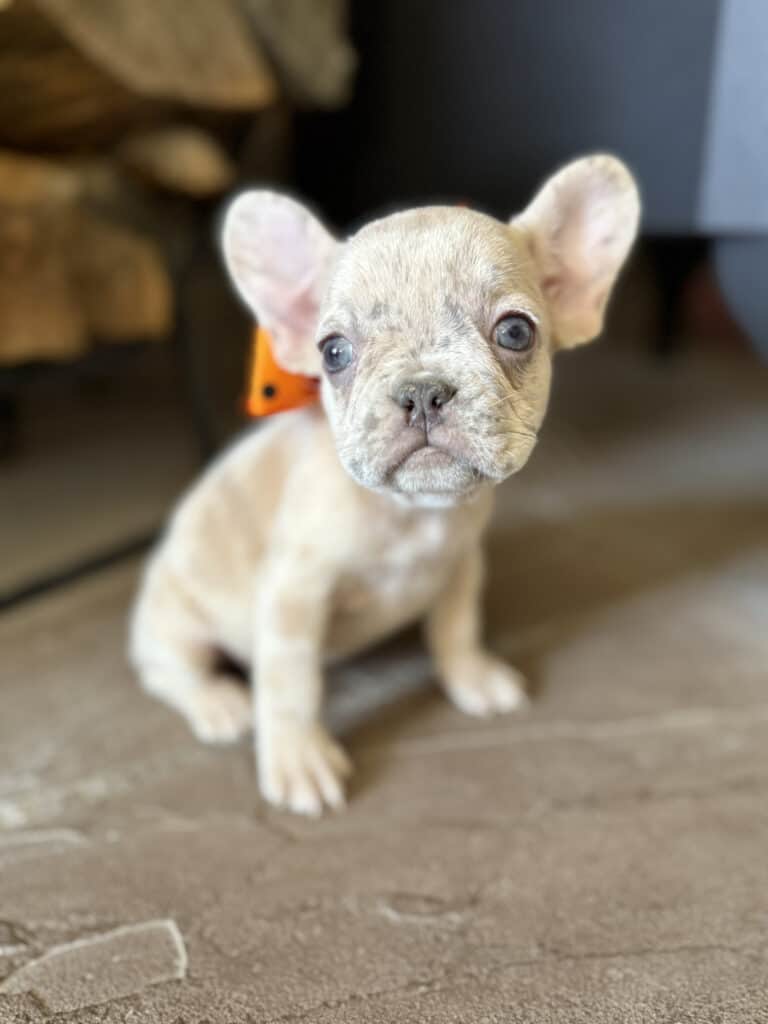 Kiara | Blue Fawn Merle French Bulldog Female | Available in Oct 2025