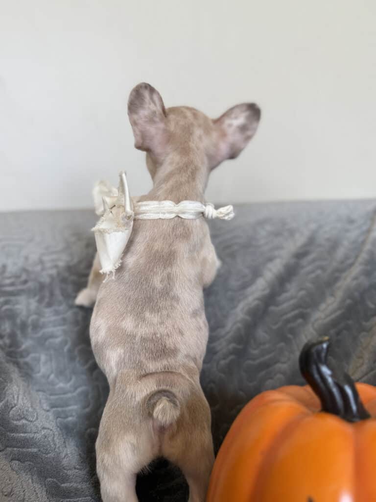 Kiara | Blue Fawn Merle French Bulldog Female | Available in Oct 2025