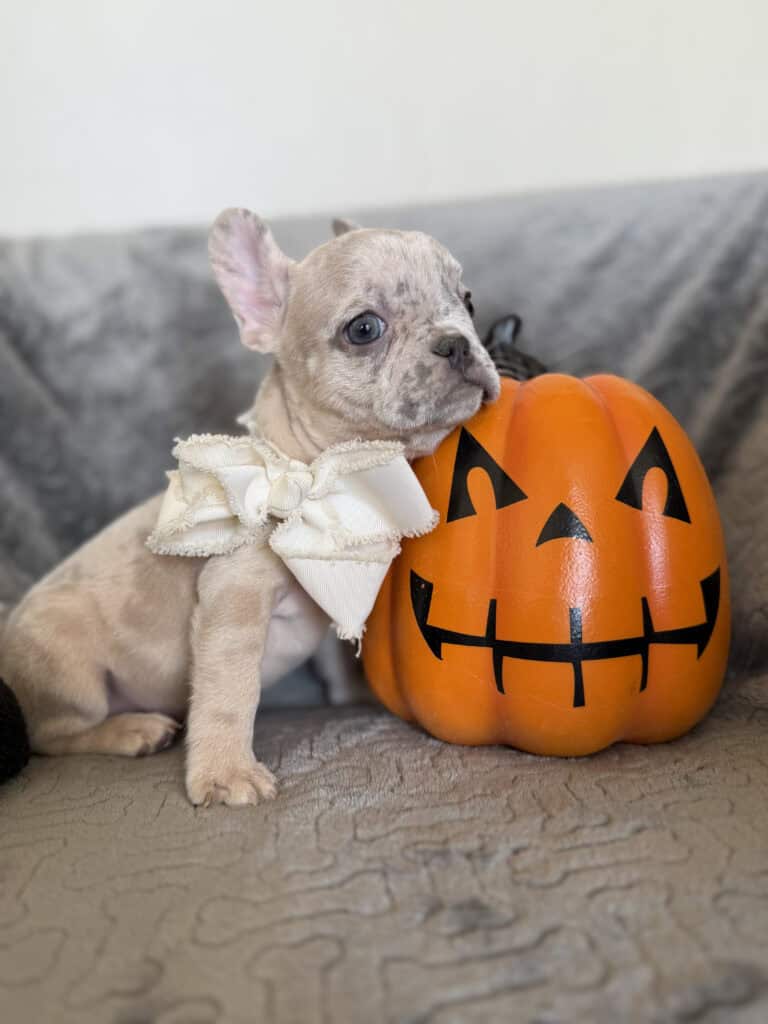 Kiara | Blue Fawn Merle French Bulldog Female | Available in Oct 2025