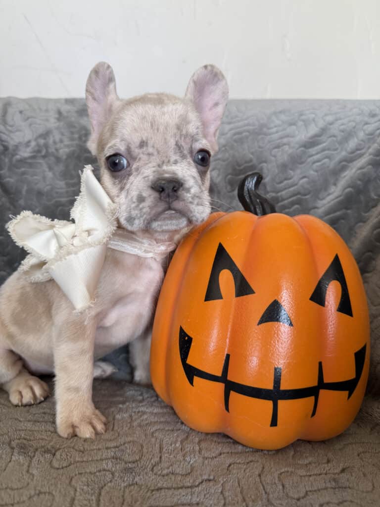 Kiara | Blue Fawn Merle French Bulldog Female | Available in Oct 2025
