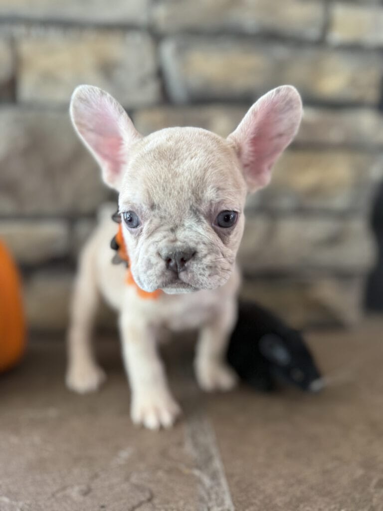 Kiara | Blue Fawn Merle French Bulldog Female | Available in Oct 2025