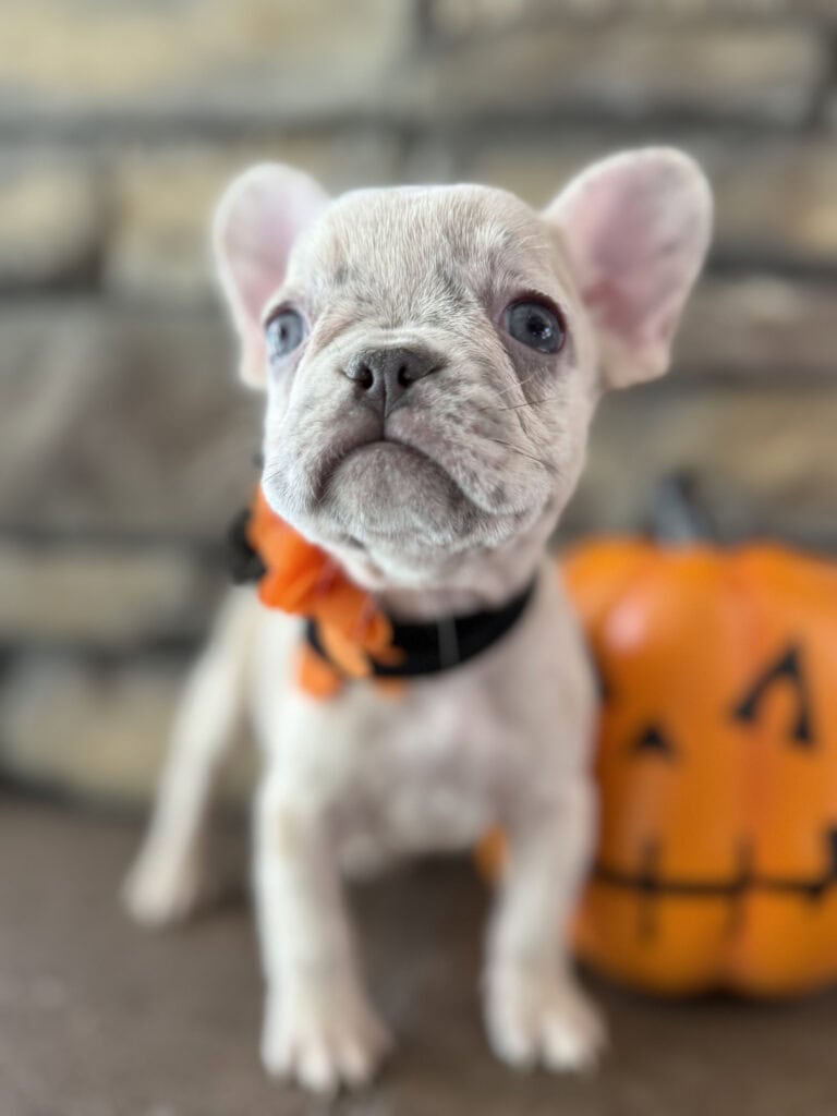 Kiara | Blue Fawn Merle French Bulldog Female | Available in Oct 2025