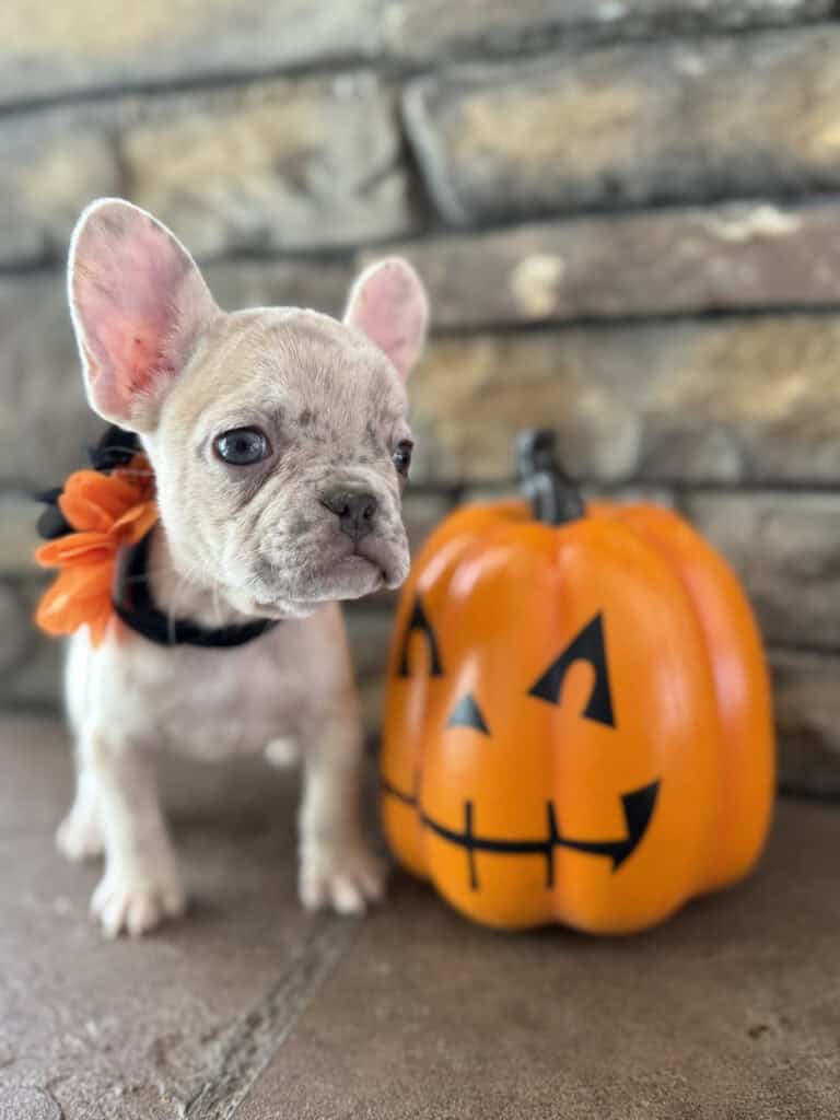 Kiara | Blue Fawn Merle French Bulldog Female | Available in Oct 2025