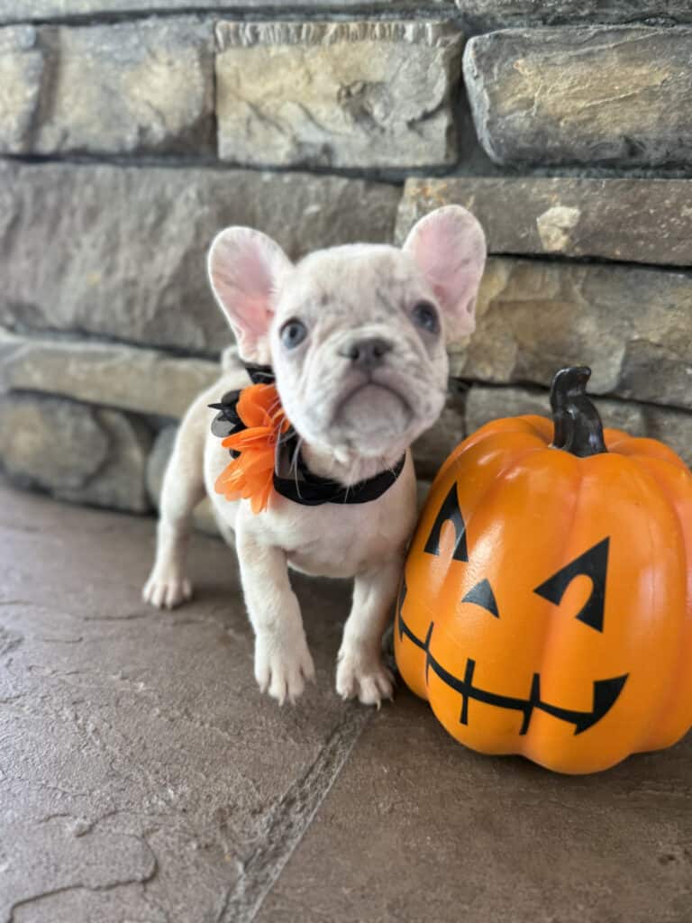 Kiara | Blue Fawn Merle French Bulldog Female | Available in Oct 2025