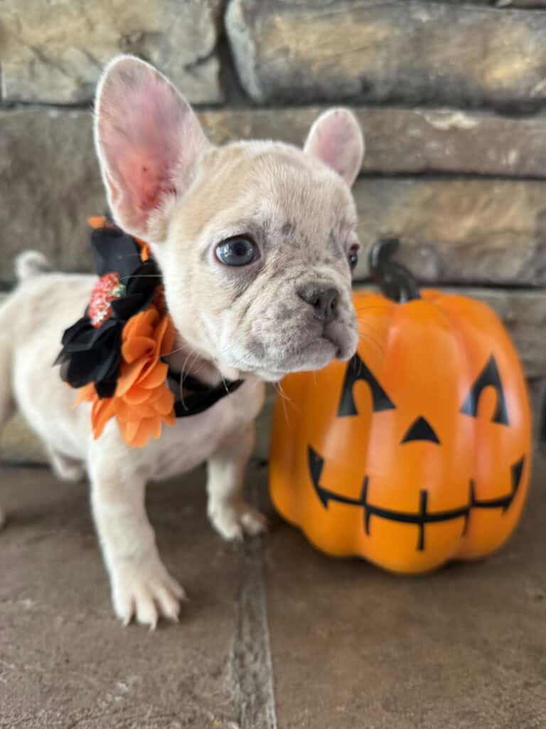 Kiara | Blue Fawn Merle French Bulldog Female | Available in Oct 2025