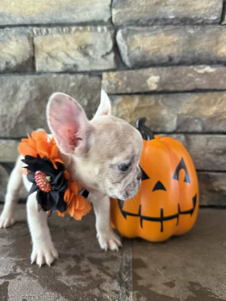 Kiara | Blue Fawn Merle French Bulldog Female | Available in Oct 2025