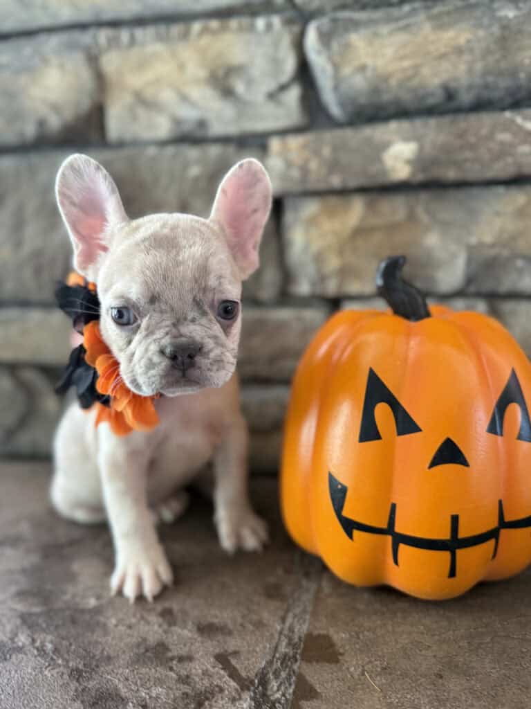 Kiara | Blue Fawn Merle French Bulldog Female | Available in Oct 2025