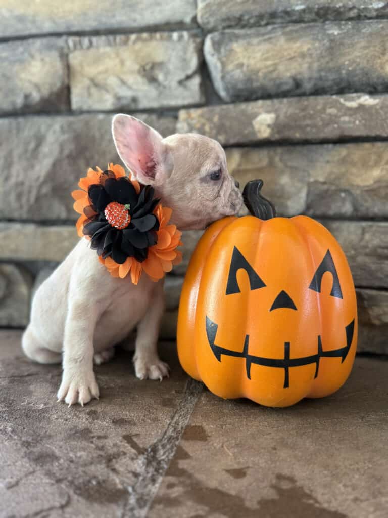 Kiara | Blue Fawn Merle French Bulldog Female | Available in Oct 2025