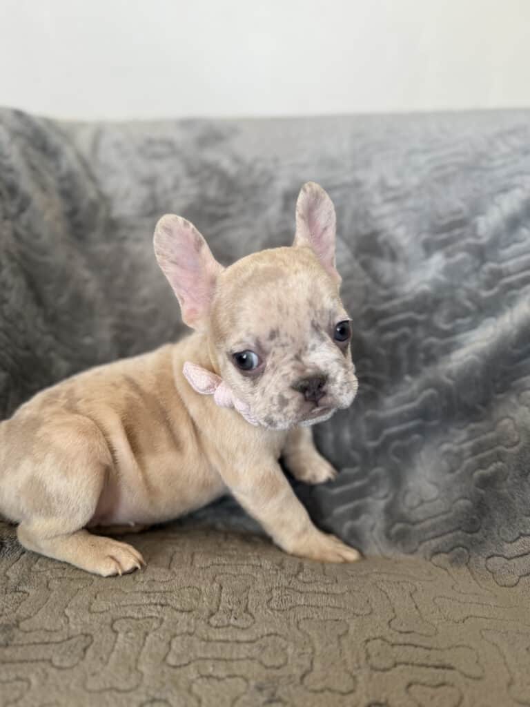 Kiara | Blue Fawn Merle French Bulldog Female | Available in Oct 2025