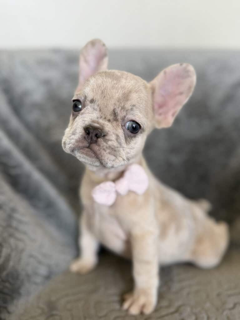 Kiara | Blue Fawn Merle French Bulldog Female | Available in Oct 2025