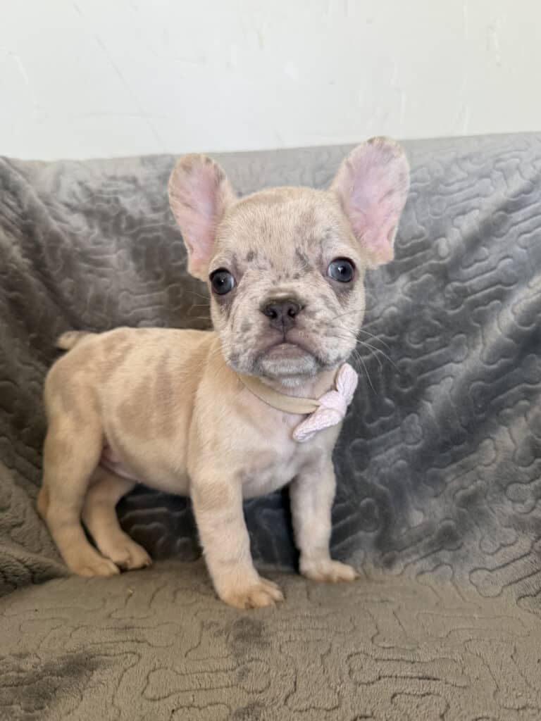 Kiara | Blue Fawn Merle French Bulldog Female | Available in Oct 2025