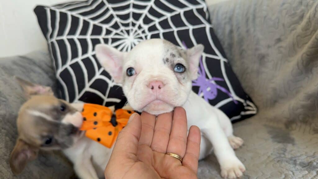Kate | Blue Merle Pied French Bulldog Female | Available in Oct 2025