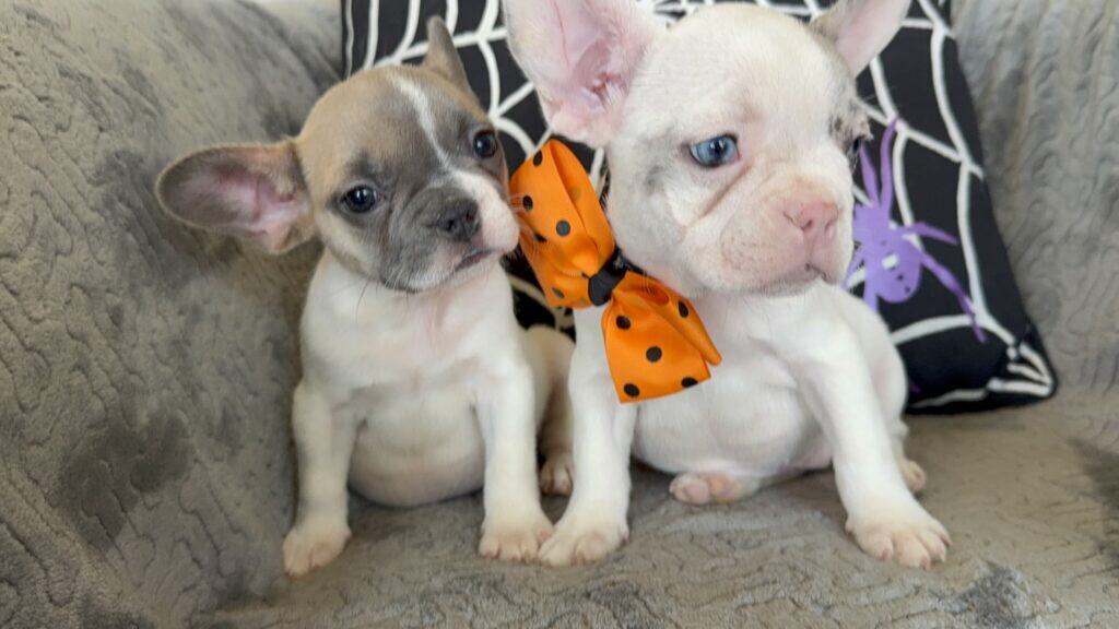 Koko | Fawn Pied French Bulldog Female | Available in Oct 2025