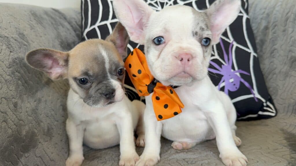 Kate | Blue Merle Pied French Bulldog Female | Available in Oct 2025