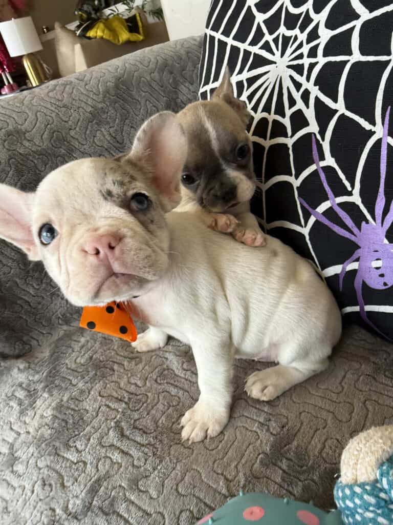 Kate | Blue Merle Pied French Bulldog Female | Available in Oct 2025