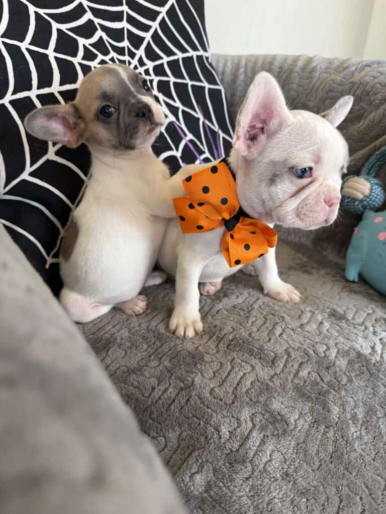 Koko | Fawn Pied French Bulldog Female | Available in Oct 2025