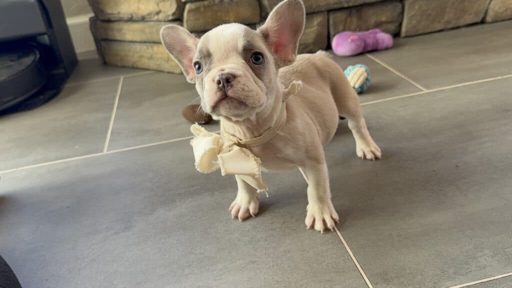 Kevin | Blue Fawn & White French Bulldog Male | Available in Oct 2025
