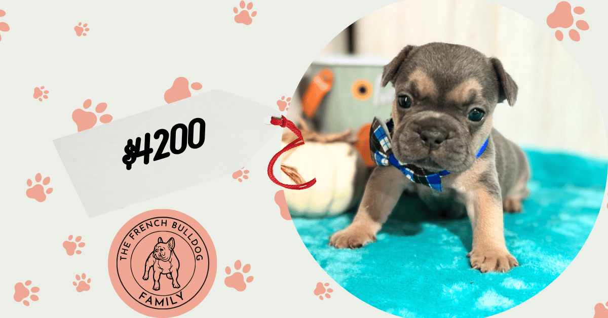 Lisa | Blue & Tan French Bulldog Female | Available in Nov 2025