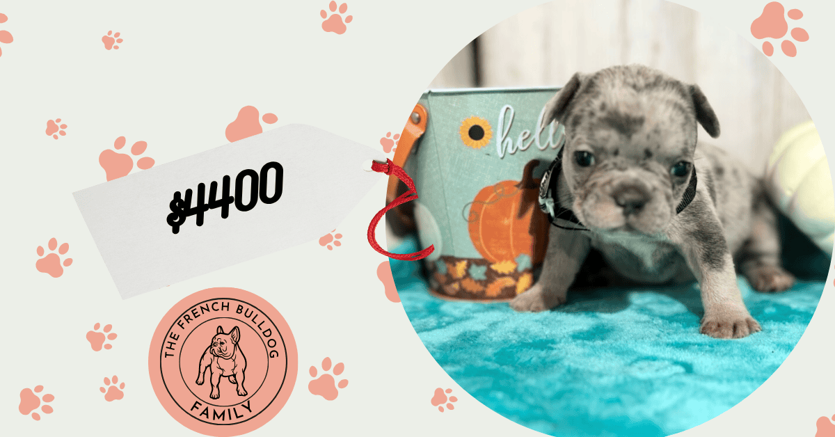 Lyra | Blue Merle & Tan French Bulldog Female | Available in Nov 2025