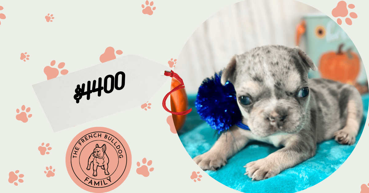 Lucie | Blue Merle & Tan French Bulldog Female | Available in Nov 2025