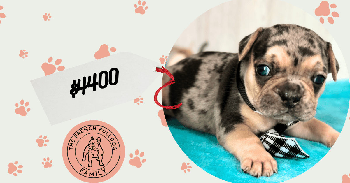 Leo | Black Merle & Tan French Bulldog Male | Available in Nov 2025