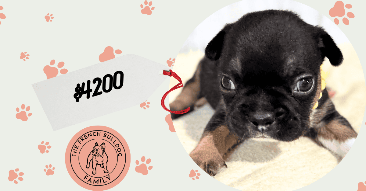 Mario | Black & Tan French Bulldog Male | Available in Nov 2025