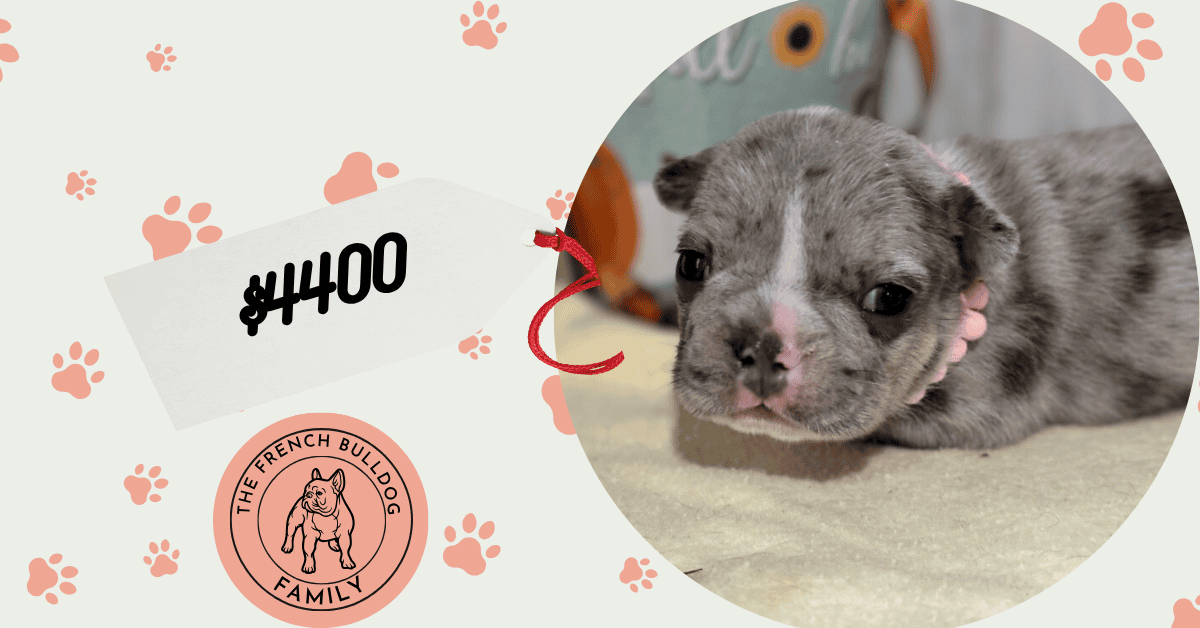 Maya | Blue Merle French Bulldog Female | Available in Nov 2025