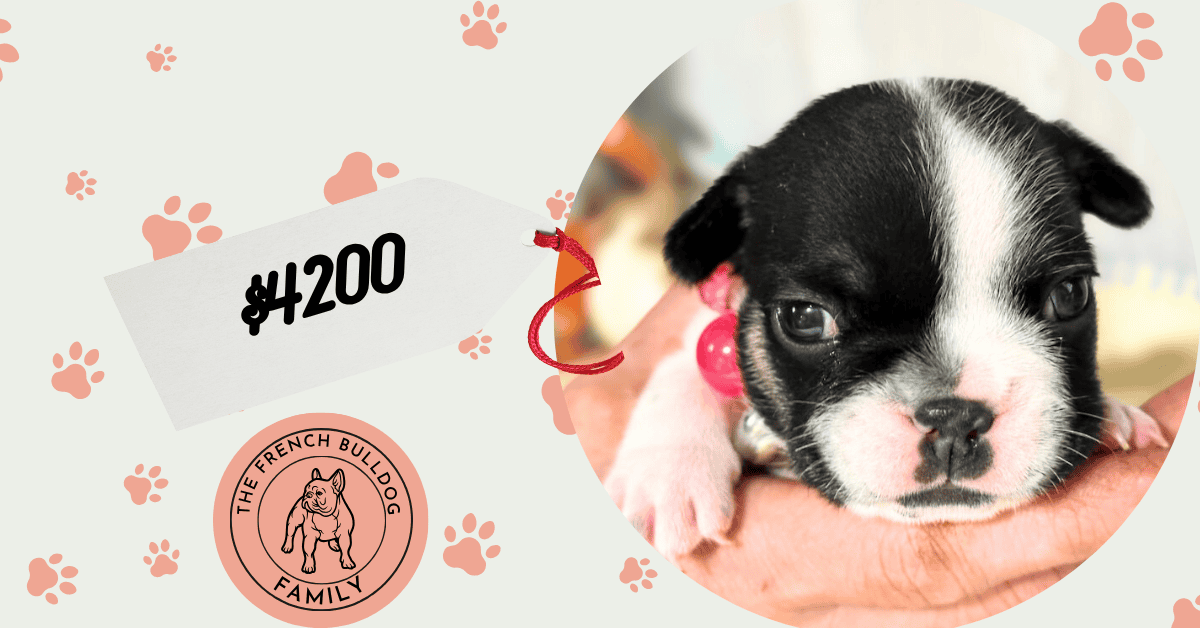 Miley | Brindle Pied French Bulldog Female | Available in Nov 2025