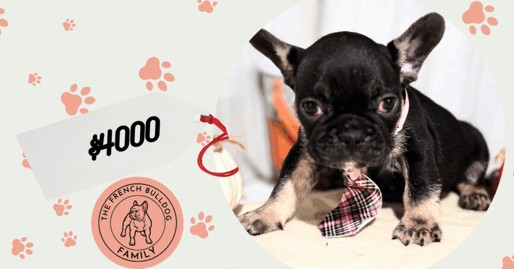 Nemo | Black & Tan French Bulldog Male | Available in Nov 2025