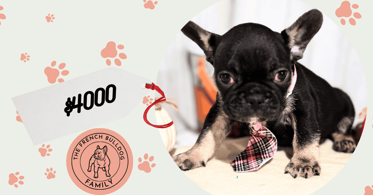 Nemo | Black & Tan French Bulldog Male | Available in Nov 2025