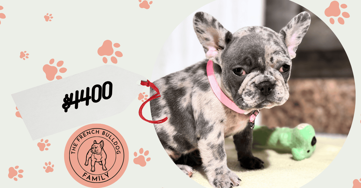 Nikita | Blue Merle French Bulldog Female | Available in Nov 2025