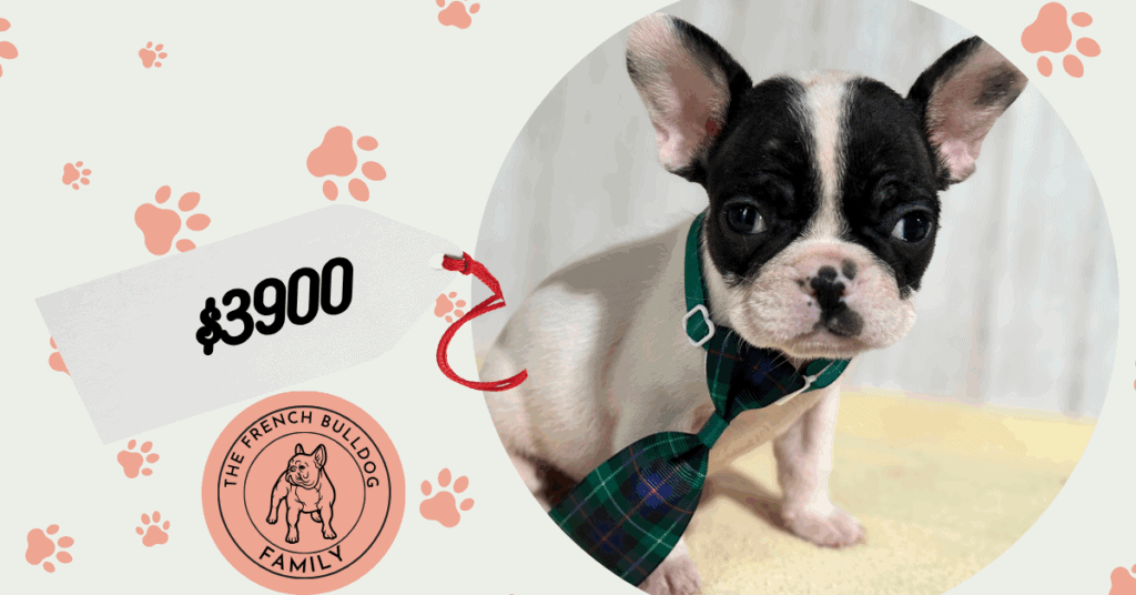 Nathan | Brindle Pied French Bulldog Male | Available in Nov 2025