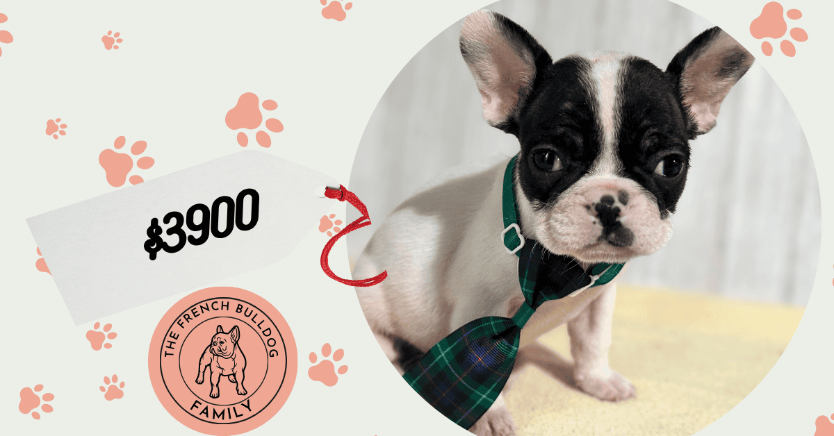 Nathan | Brindle Pied French Bulldog Male | Available in Nov 2025